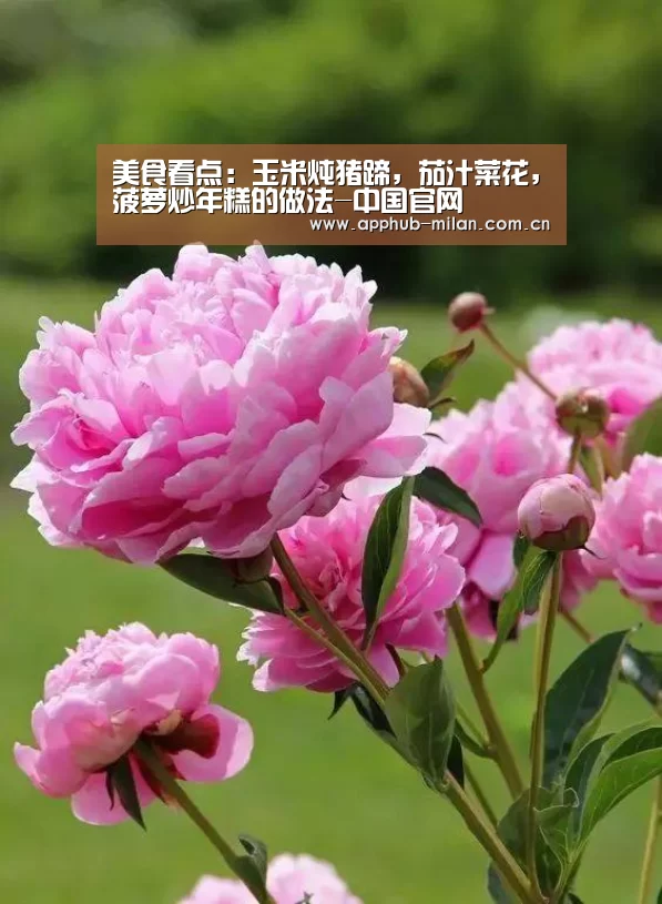 美食看点:玉米炖猪蹄,茄汁菜花,菠萝炒年糕的做法-中国官网(图1) 官方网站